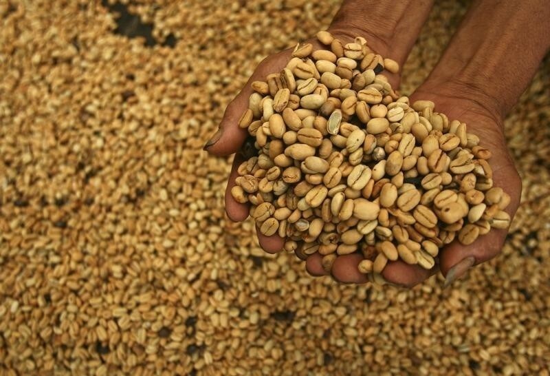 A worker displays coffee beans during a harvest at Masalle district, in Enrekang, Indonesia South Sulawesi province January 5, 2012.