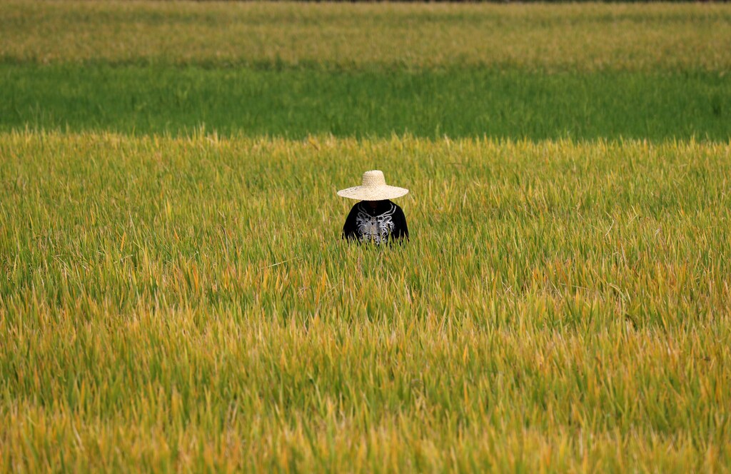 A Filipina farmer works at a rice field in Pinamalayan, Oriental Mindoro, Philippines March 27, 2018. REUTERS/Erik De Castro - RC173934AA70