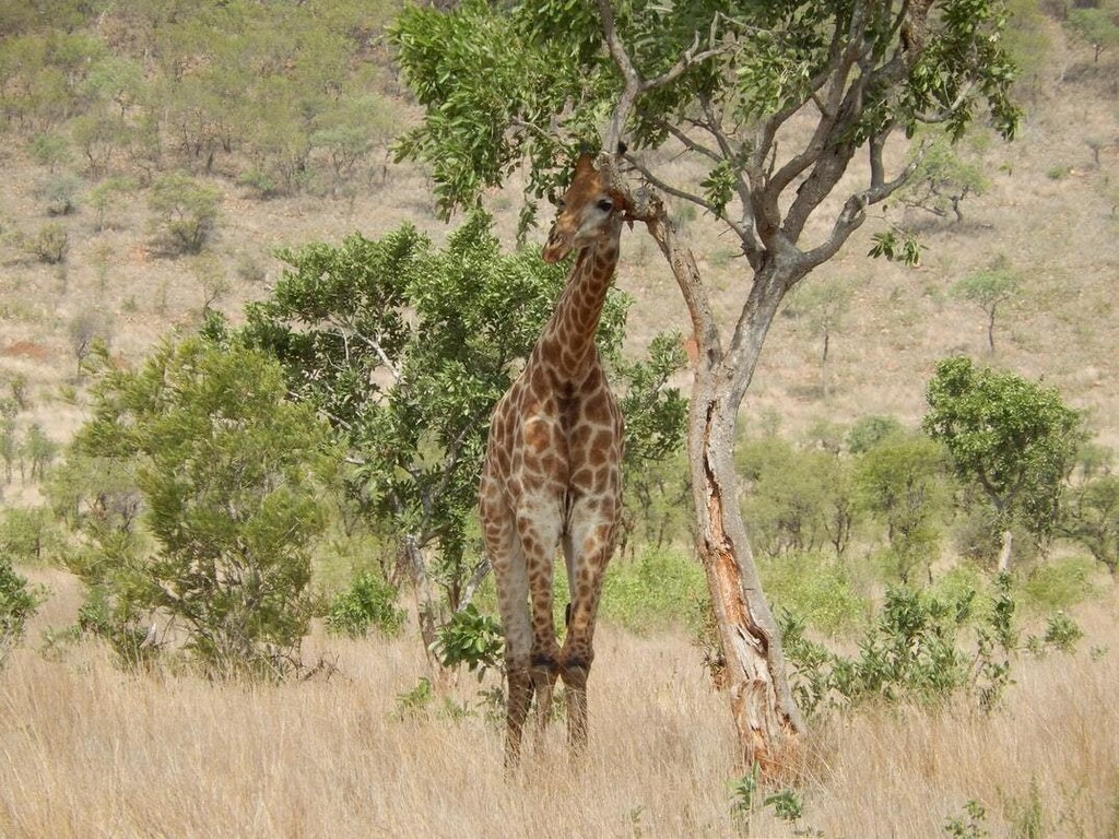 A giraffe standing next to a tree.