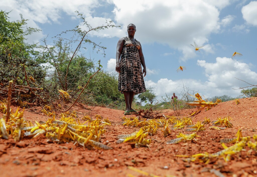 Kenyan farmer Mwende Kimanzi tries to chase away individual locusts that remained after a swarm descended on her crops in the region of Kyuso, Kenya, February 18, 2020. Picture taken February 18, 2020. REUTERS/Baz Ratner - RC2N3F9IIJHW
