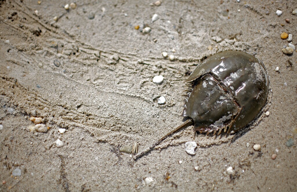 An Atlantic horseshoe crab moves across the sand on Pickering beach, a national horseshoe crab sanctuary in Little Creek, Delaware, May 20, 2008. The Atlantic horseshoe crab, part of the Atlantic coast ecosystem and an ancient species more than 350million years old, return from deeper water each May and June to lay their eggs on these beaches at the new and full moon tides. During spawning the crabs form clusters along the water's edge with as many as 12 sattelite males grouped around one female. The females burrow into the sand to lay masses of green eggs which are fetilized by the males. The eggs provide essential food for as many as one million migrating shore birds that use horseshoe crab eggs as their primay food source on their northward migration. REUTERS/Mike Segar (UNITED STATES) - PM1E45S0SJ101