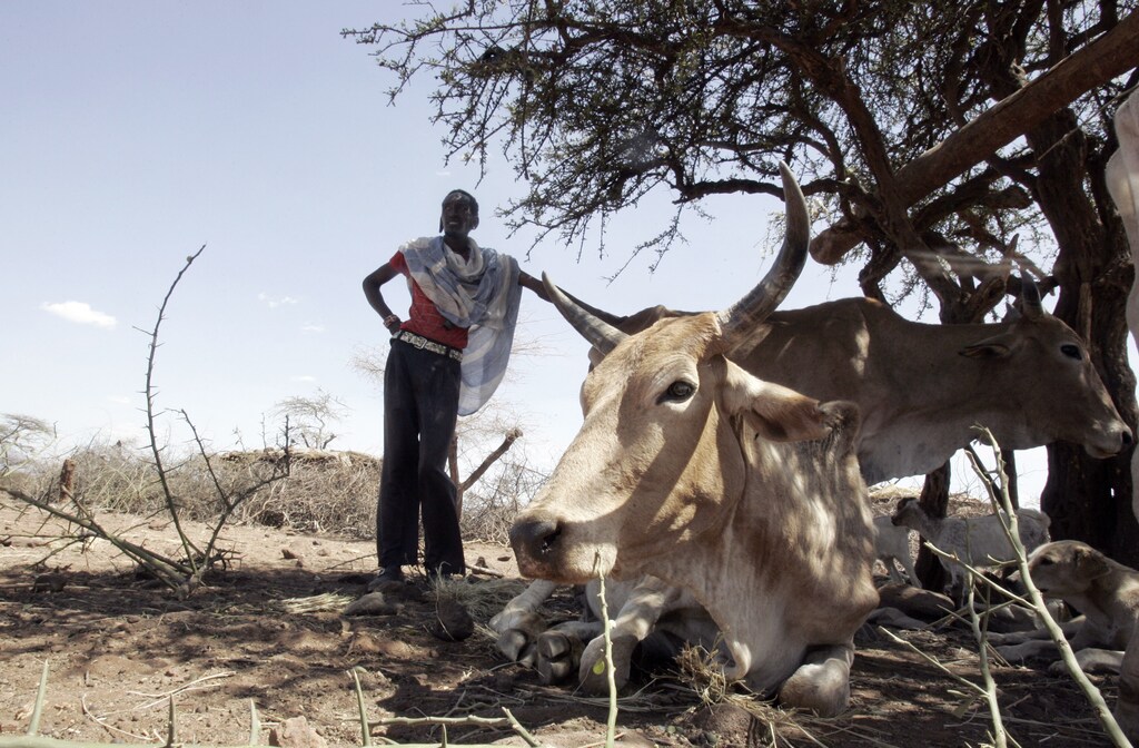 Kenya Maasai Isaac Deka stands next to his three exhausted cows clustered under a thorny acacia tree near the Rift Valley town of Kajiado, 75 km (47 miles) south of Kenyan capital Nairobi, March 25, 2009. Cattle are the economic lifeblood of around 150,000 Maasai scattered in homesteads across Kenya's southern Rift Valley, but now they are dropping where they stand, their parched bodies stinking in the red dust. Picture taken on March 25, 2009. To match feature KENYA-DROUGHT/ REUTERS/Antony Njuguna (KENYA ENVIRONMENT ANIMALS) - GM1E53Q1JKM01
