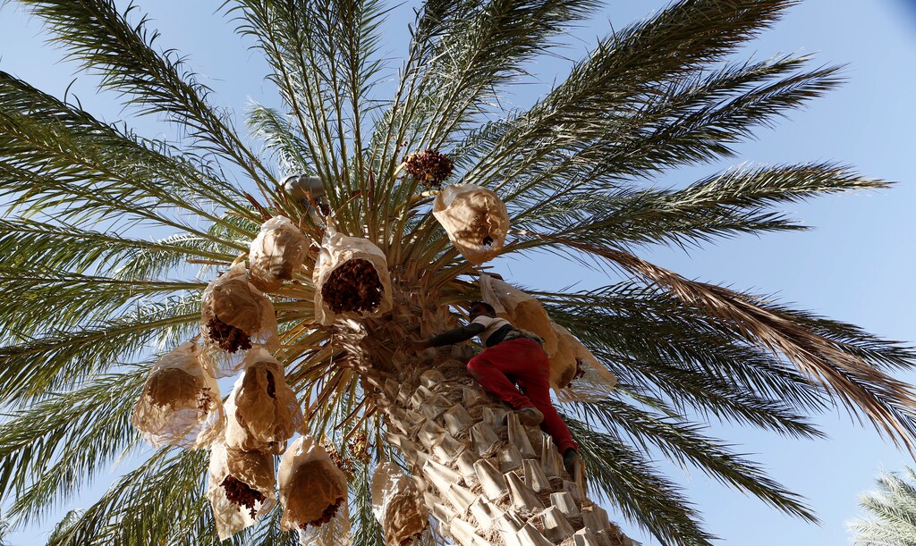 Youth collects dates from a palm tree at a farm in Jemna, southern Tunisia October 17, 2016. Picture taken October 17, 2016. To match Insight TUNISIA-POLITICS/ REUTERS/Zoubeir Souissi - S1BEUJYGLAAA