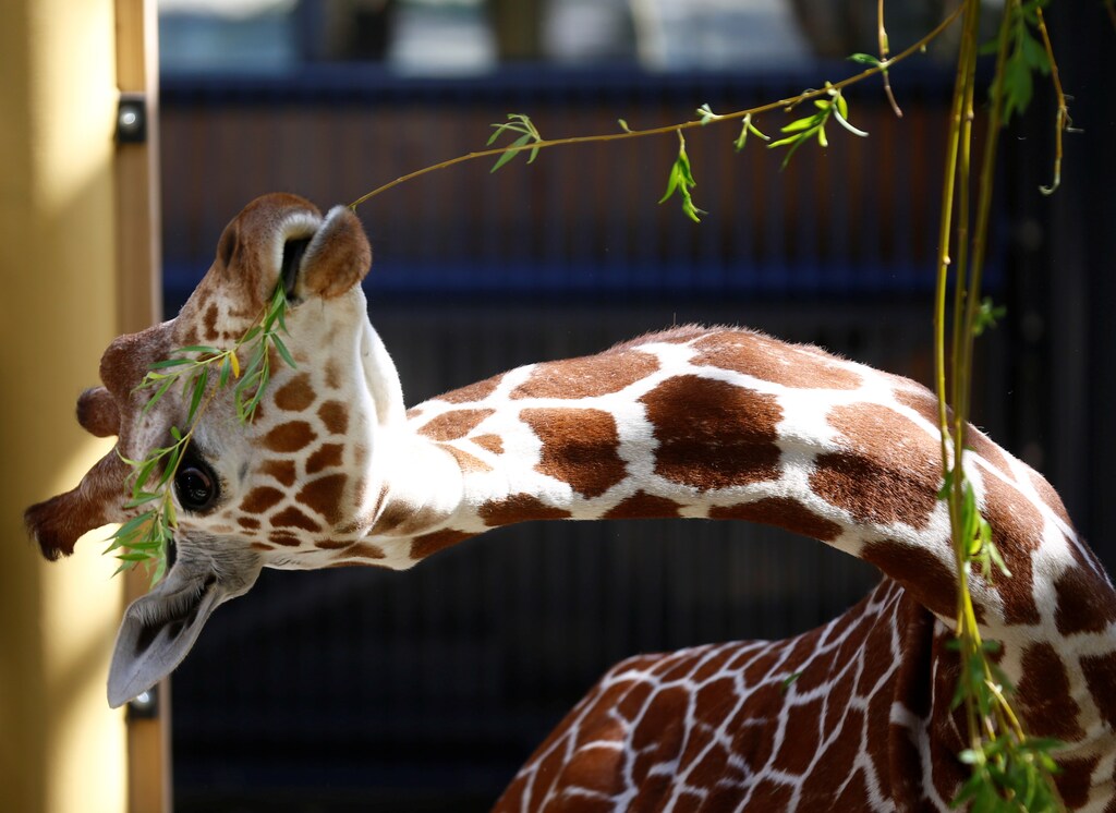 Giraffe Sofie grabs some leaves in her new enclosure in Schoenbrunn zoo in Vienna, Austria May 10, 2017. REUTERS/Leonhard Foeger - RTS15YS3