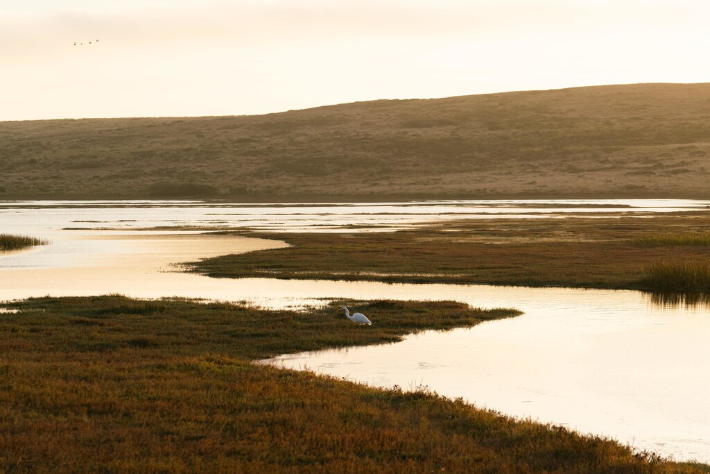 Wetlands take many forms, from Arctic permafrost peatlands to tropical mangrove plantations to salt marshes.