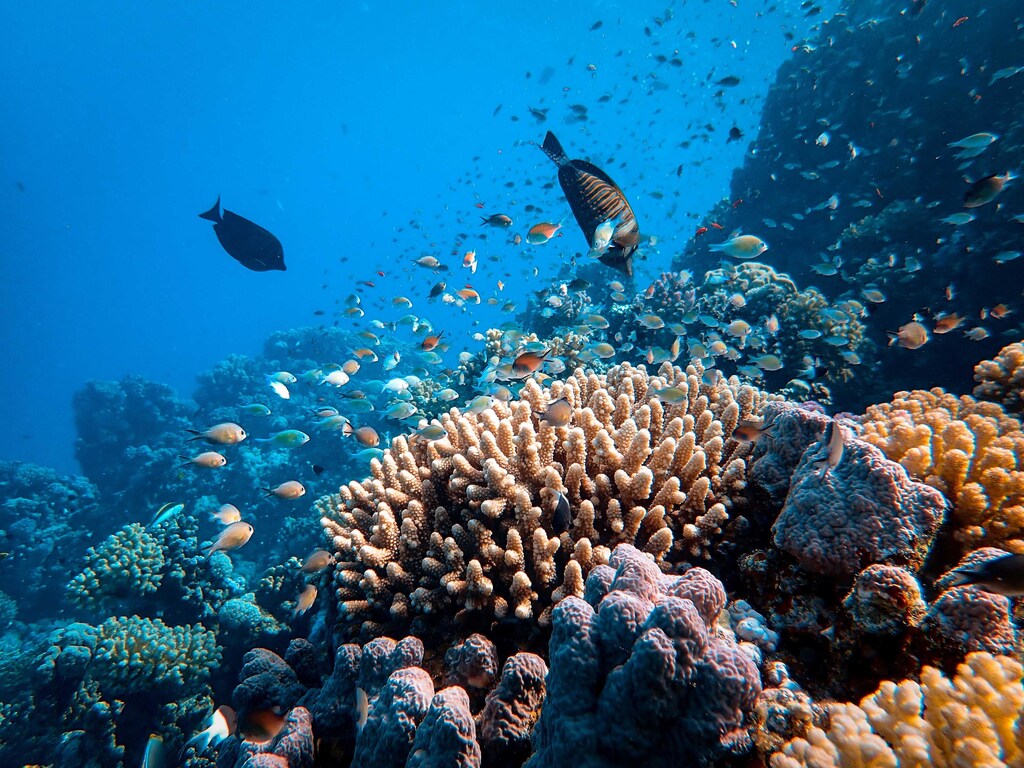 Climate change is negatively affecting marine ecosystems, like this coral reef and these fishes.
