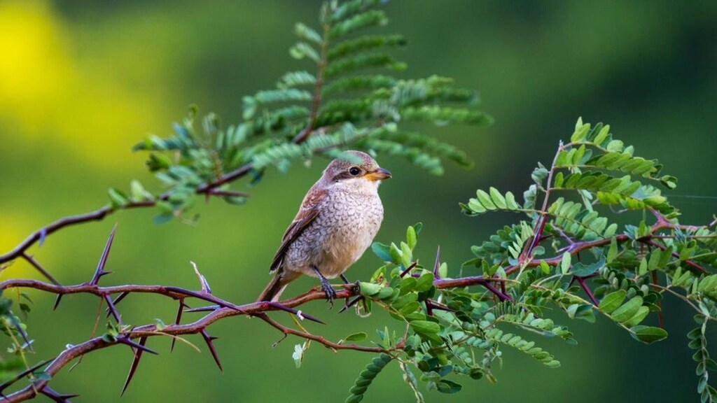 A study published in Ecological Economics has found that the number of birds people experience in their day to day can lead to greater happiness.