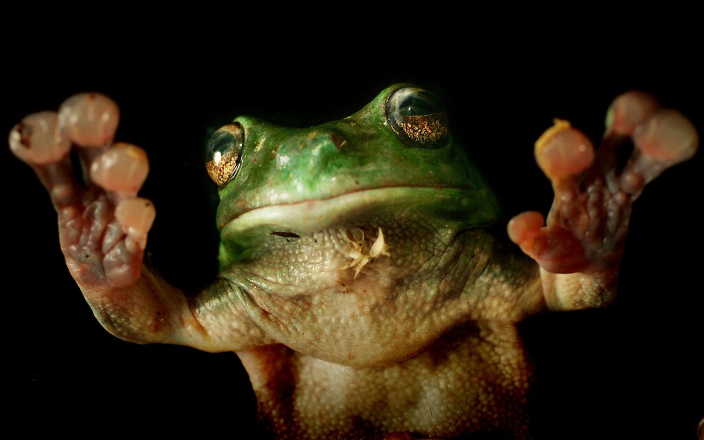 An Australian green tree frog uses its suction-cup toes to climb up a glass window at the Taronga Zoo in Sydney November 23, 2004. Many scientists and researchers see local frog populations as a good indicator of a region's overall environmental health because frogs are highly susceptible to environmental changes. NO RIGHTS CLEARANCES OR PERMISSIONS ARE REQUIRED FOR THIS IMAGE. REUTERS/Tm Wimborne PP04110153 TBW/CN - RP5DRIAYHRAA
