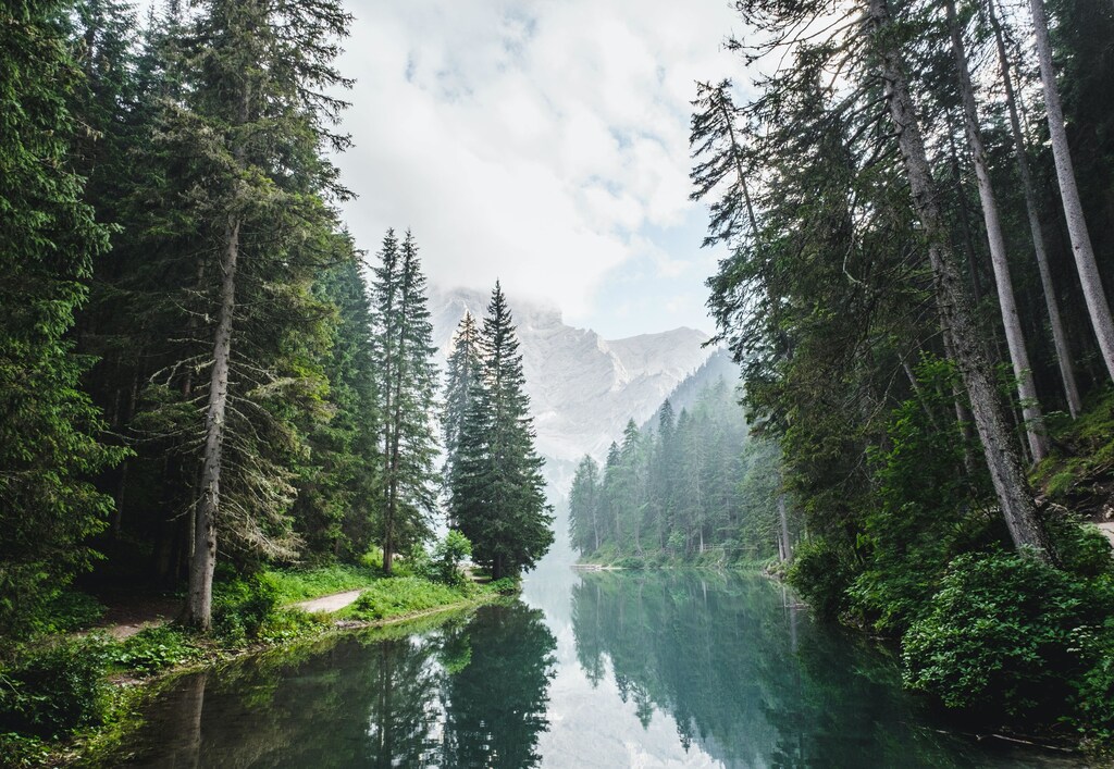 A forest with a river running through it.
