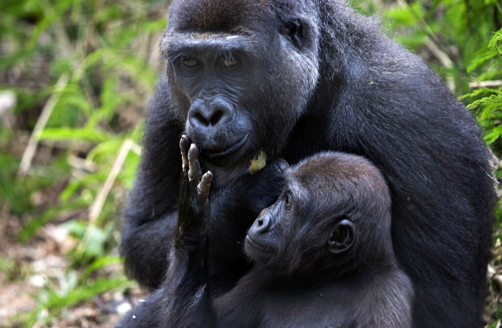 A baby western lowland gorilla touches on his mother's face at the primate sanctuary run by the Cameroon Wildlife Aid Fund in Mefou National Park, just outside the capital Yaounde, March 21, 2009. The United Nations has designated 2009 as the year of the gorilla and has launched efforts across Africa to preserve the endangered species found in central African nations including Cameroon, Democratic Republic of Congo, Rwanda and Uganda. REUTERS/Finbarr O'Reilly (CAMEROON ENVIRONMENT ANIMALS IMAGE OF THE DAY TOP PICTURE) - GM1E53M07I301