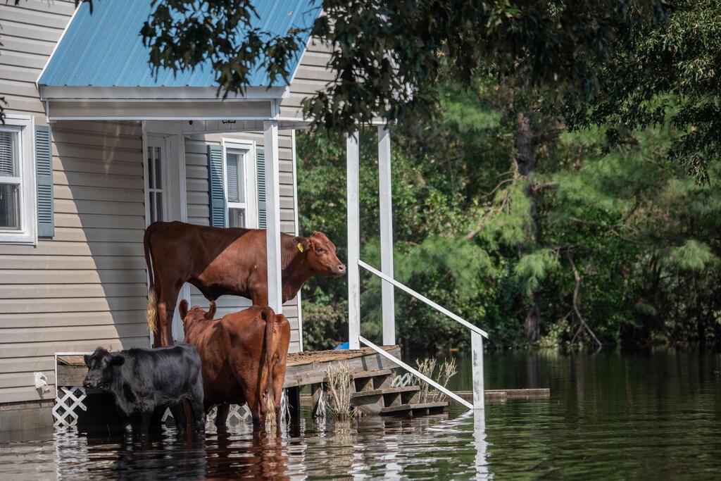 The image shows cows trying to stay above flood waters to illustrate the importance of climate action