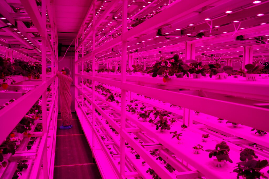 An employee pollinates strawberry plants at Sustenir Agriculture's indoor farm in Singapore May 24, 2019. Picture taken May 24, 2019. REUTERS/Edgar Su - RC1BF19CBE40