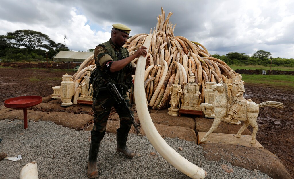 A Kenya Wildlife Service (KWS) ranger stacks elephant tusks, part of an estimated 105 tonnes of confiscated ivory to be set ablaze, onto a pyre at Nairobi National Park near Nairobi, Kenya, April 28, 2016.