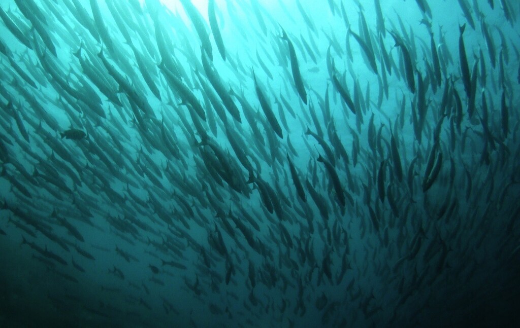 A school of barracuda swims off the Malaysian island of Sipadan in Celebes Sea, east of Borneo, December 7, 2007. REUTERS/David Loh (MALAYSIA) - RTR1X2SS
