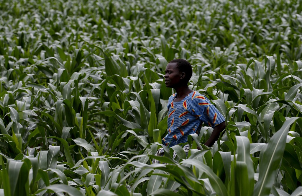 A Malawian subsistence farmer