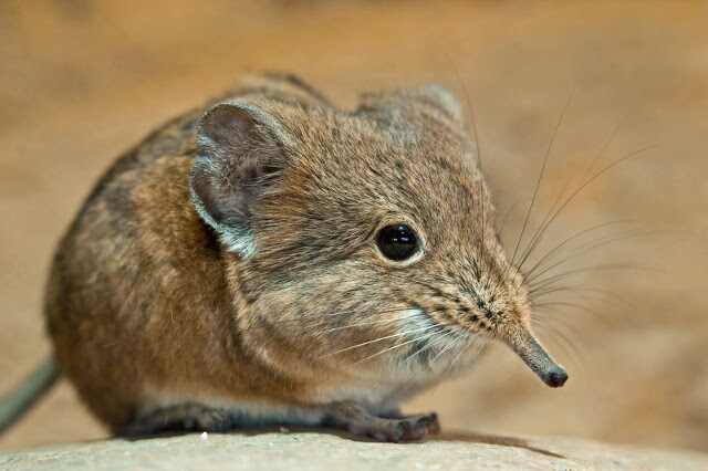 Elephant shrew