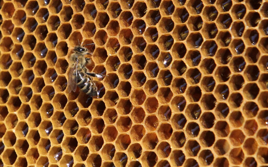 A bee sits on a honeycomb from a beehive at Vaclav Havel Airport in Prague September 6, 2013. Honey produced by the bees are checked for its quality and presence of pollutants to help the Vaclav Havel Airport Prague to collect pollution data about the environment. Picture taken September 6, 2013. REUTERS/David W Cerny (CZECH REPUBLIC - Tags: AGRICULTURE ANIMALS SOCIETY ENVIRONMENT TRANSPORT) - GM1E9971RAY01