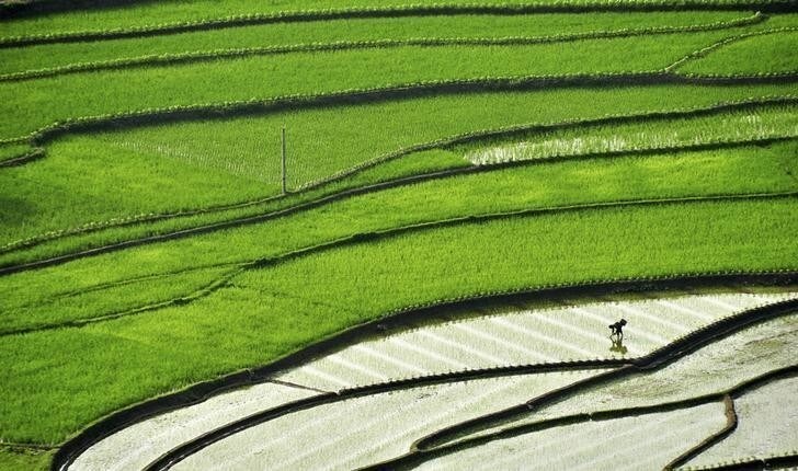 A farmer plants paddy on a terrace field in Suichuan county, Jiangxi province May 20, 2014. Picture taken May 20, 2014. REUTERS/Stringer (CHINA - Tags: AGRICULTURE ENVIRONMENT TPX IMAGES OF THE DAY) CHINA OUT. NO COMMERCIAL OR EDITORIAL SALES IN CHINA