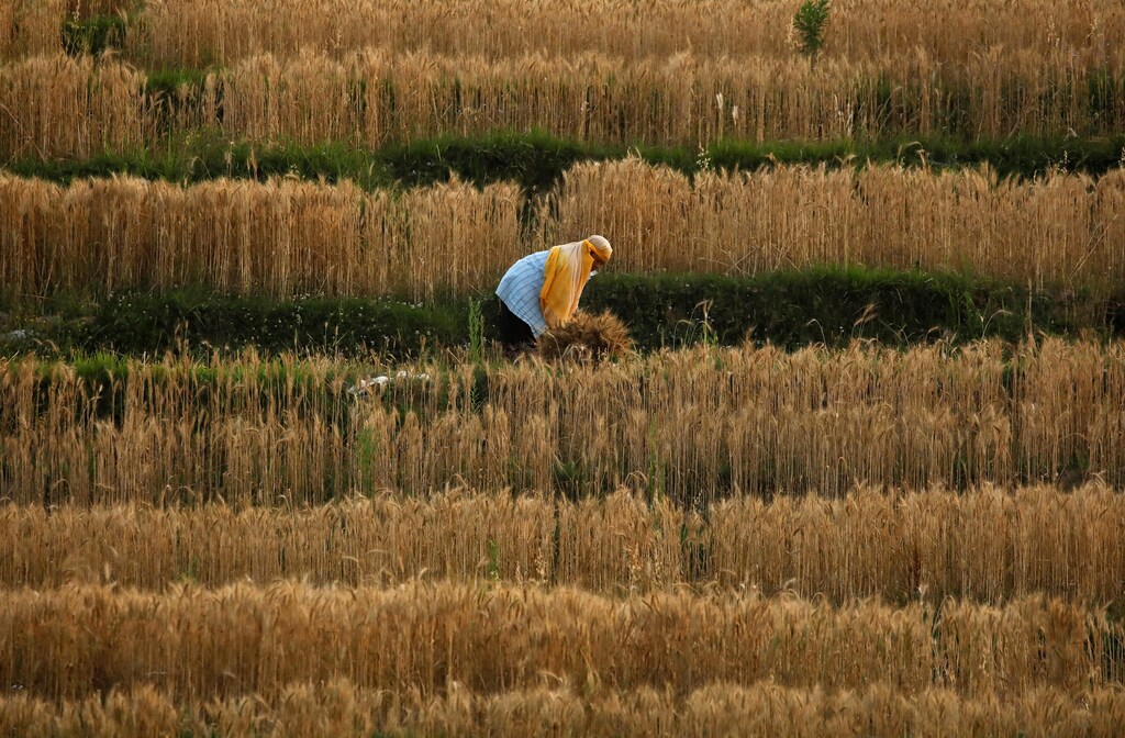 A farmer harvest wheat during the sixty day of the lockdown imposed by the government amid concerns about the spread of the coronavirus disease (COVID-19) outbreak, in Lalitpur, Nepal May 22, 2020.