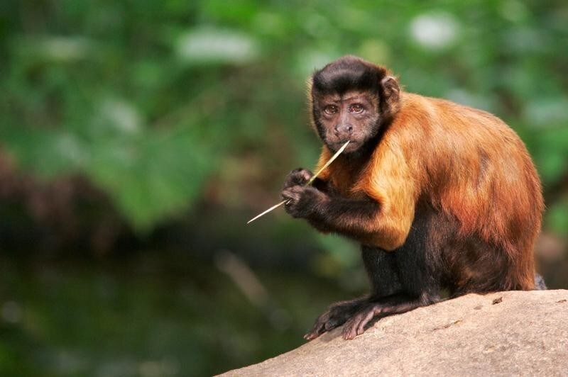 A brown capuchin, Cebus apella, looks on from its enclosure in the Singapore Zoo in Singapore June 12, 2005. The Singapore Zoo has an open zoo concept, where animals live in spacious and landscaped enclosures simulating that of their natural habitat. Picture taken June 12, 2005. REUTERS/Tim Chong PP05070169 TC/TY - RP6DRMWQTAAB