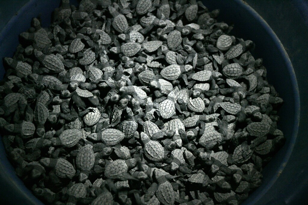 Olive Ridley turtle hatchlings (Lepidochelys olivacea) sit in baskets and trays at the turtle camp La Gloria, before their release into the ocean in Tomatlan November 15, 2013. Twenty years ago, Mexico's government implemented ecological plans to protect the sea turtles from being hunted for their leather and meat and established conservation areas and a pay system for local residents to protect turtle nests. Millions of baby turtles hatch on the shores in November and December, according to an environmental group. It is estimated that in 2012, there were 20 million newborns. Hatching season is still underway, but officials say they expect there will be even more turtles born this year. Picture taken November 15, 2013. REUTERS/Alejandro Acosta