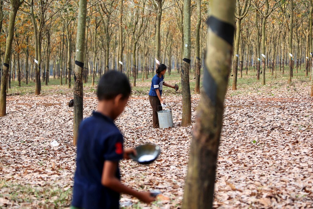 Workers collect rubber sap at a farm in Tbong Khmum province, Cambodia, February 10, 2019. REUTERS/Samrang Pring - RC1D681AF1E0