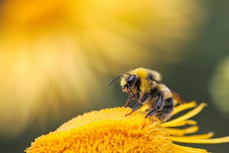 image of a bee