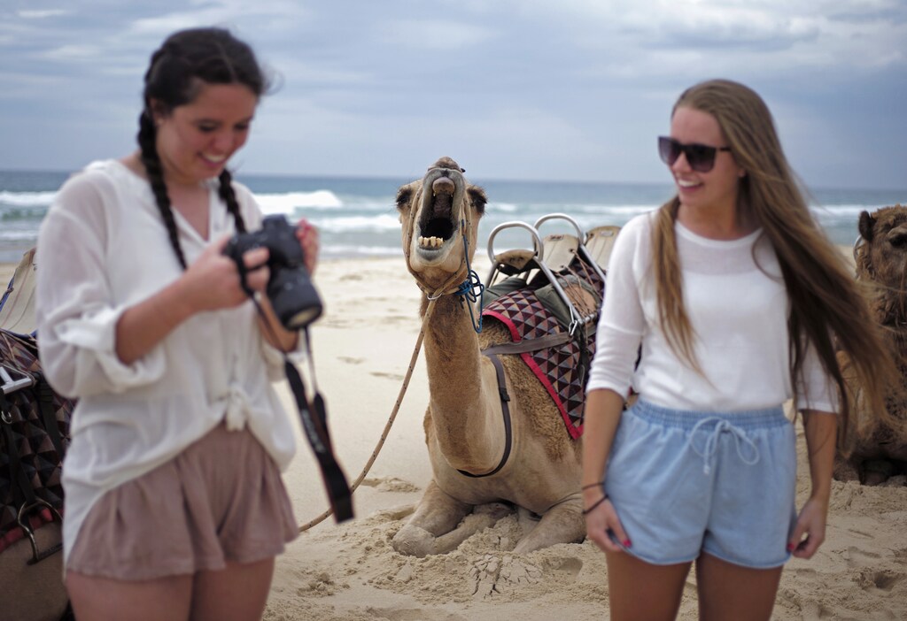 A camel yawns as a tourist checks images on her camera following a ride on a camel safari alongside the Pacific Ocean on Lighthouse Beach, north of Sydney, December 4, 2014