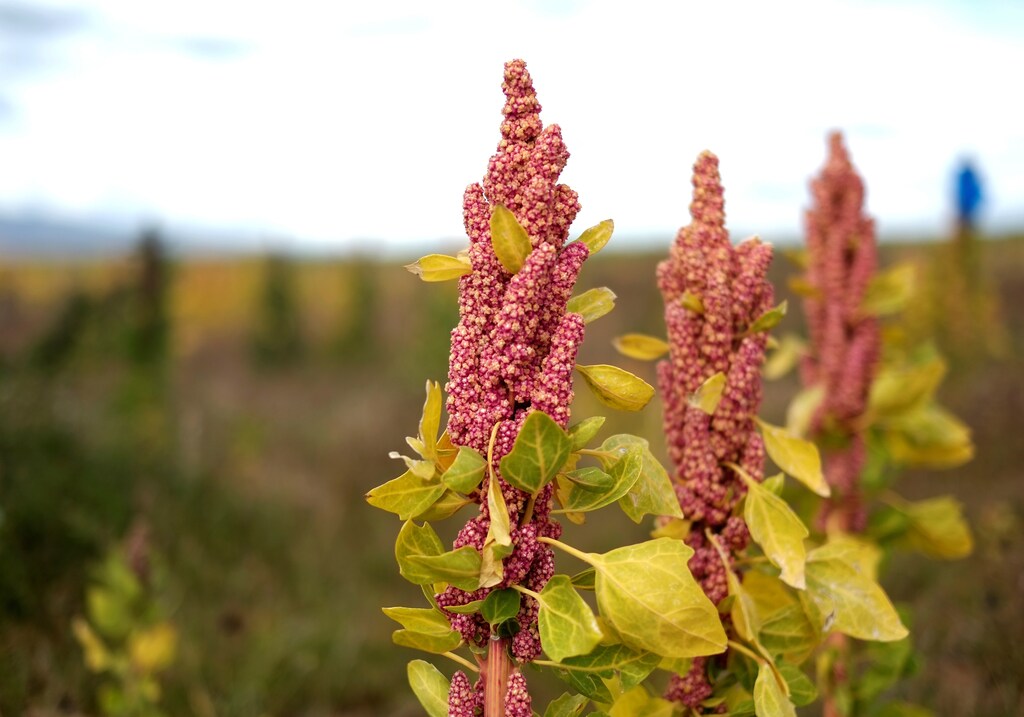 Quinoa plants are seen as part of the sweet quinoa promotion at the Canaviri district in La Paz, Bolivia, April 22, 2017. REUTERS/David Mercado
