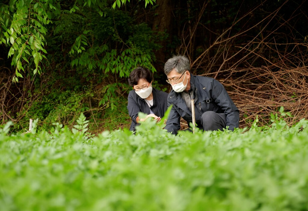 A farmer Ham Byoung-gab and his wife Lim Mi-seon work at their minari (water parsley) farm in Siheung, South Korea, April 26, 2021.