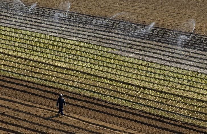 A farm worker walks next to crops growing in a farmed field in Carvoeira, 40 km (25 miles) north of Lisbon May 3, 2013. Portugal's planned new spending cuts, to be detailed later on Friday, could run into the same problems which led the constitutional court to reject some earlier austerity measures, the European Commission warned. REUTERS/Jose Manuel Ribeiro (PORTUGAL - Tags: AGRICULTURE BUSINESS POLITICS TPX IMAGES OF THE DAY)