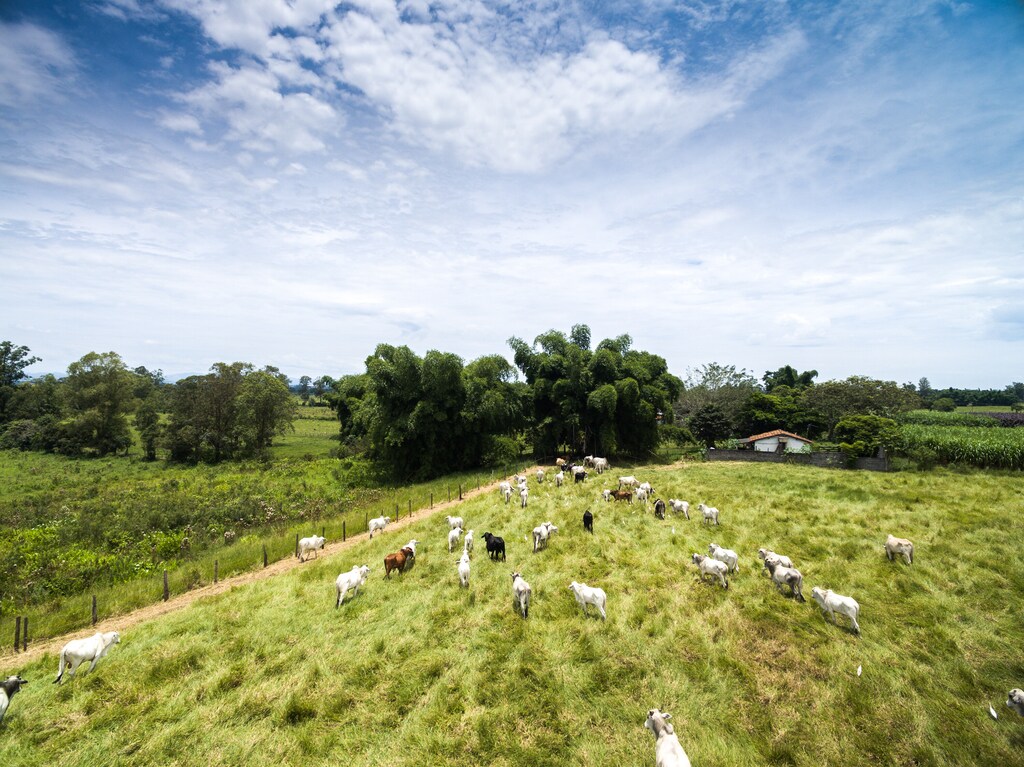 Cattle on the Brazilian farm: Transforming Brazil’s cattle sector requires alignment across supply chain actors.