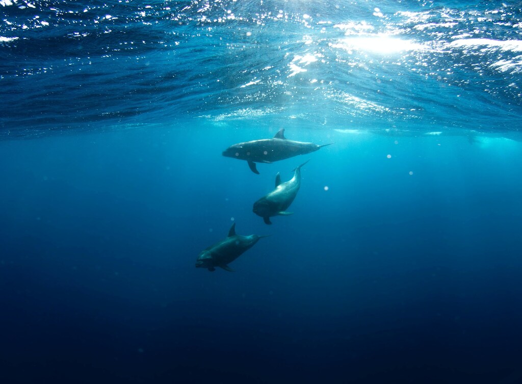 This image of dolphins swimming underwater illustrates how ocean data will help us learn more about the ocean