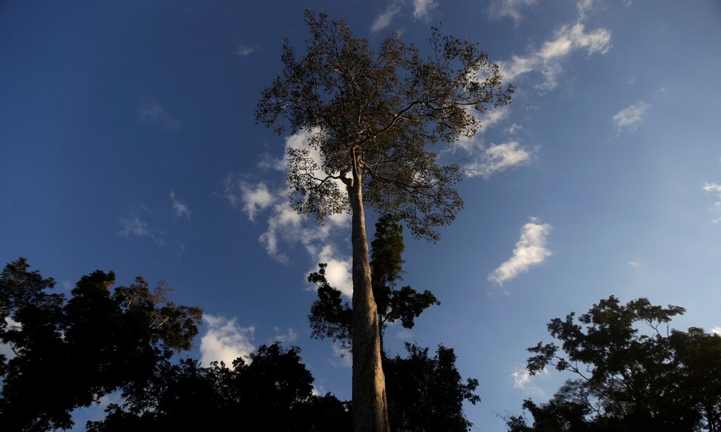 A Seringueira rubber tree, which is native to the Amazon rainforest, stands in Chico Mendes Extraction Reserve in Xapuri, Acre state, Brazil, June 24, 2016.
