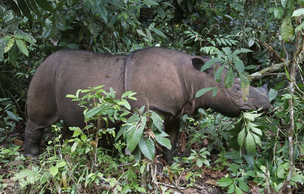 With habitat destruction due to human activity many species are threatened with extinction.