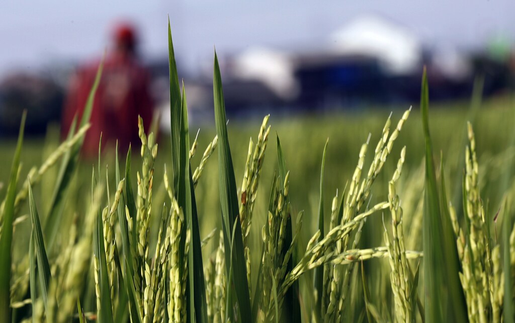 A farmer walks through his paddy field in Bekasi, on the outskirts of Jakarta January 28, 2009. Indonesia is considering naming state procurement agency Bulog as the sole exporter of all types of rice, an official said on Wednesday, saying it is necessary to secure domestic supply. REUTERS/Enny Nuraheni (INDONESIA) - GM1E51S1OO401