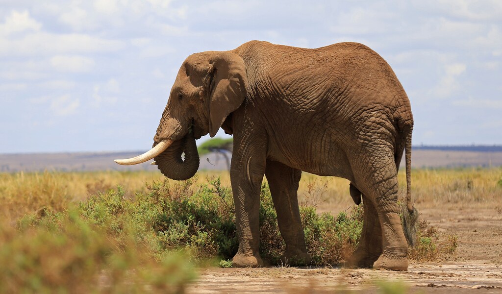 A male elephant grazes during an exercise to fit them with advanced satellite radio tracking collar to monitor their movement and control human-wildlife conflict near Mt. Kilimanjaro at the Amboseli National Park, in Kenya November 2, 2016. REUTERS/Thomas Mukoya - D1BEUKNXCFAA