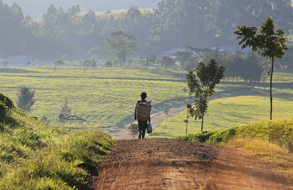 A man walks in the early morning to start his day picking tea leaves at a plantation in Nandi Hills, in Kenya's highlands region west of capital Nairobi, November 5, 2014. Emerald-coloured tea bushes blanketing the rolling hills of Nandi County have long provided a livelihood for small-scale farmers, helping make Kenya one of the world's biggest tea exporters. But ideal weather and bigger harvests, instead of producing bumper earnings, have led to a glut of Kenya's speciality black tea. Picture taken November 5, 2014. To match story KENYA-TEA/ REUTERS/Noor Khamis (KENYA - Tags: AGRICULTURE BUSINESS EMPLOYMENT COMMODITIES) - GM1EABG17XM01