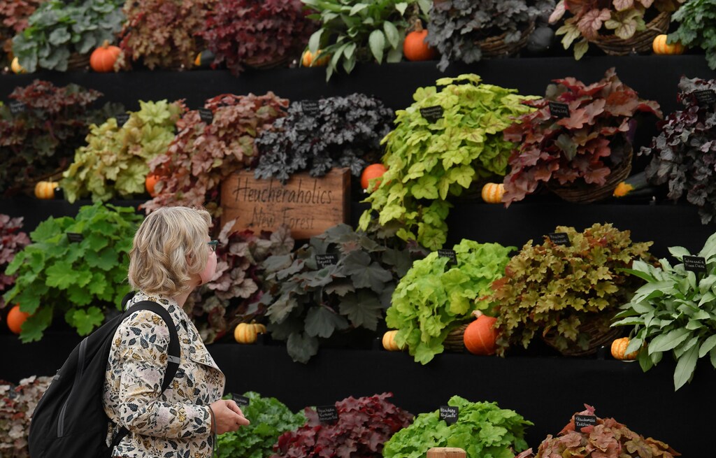 A visitor views a display at the RHS Chelsea Flower Show, delayed from its usual spring dates because of lockdown restrictions amid the spread of the coronavirus disease (COVID-19) pandemic, London, Britain, September 21, 2021. REUTERS/Toby Melville - RC2BUP9SVJ3E