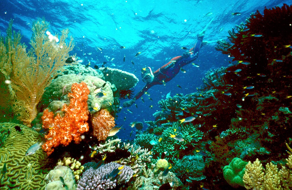 - UNDATED FILE PHOTO - A tourist swims on the Great Barrier Reef in this undated file picture. Fishing will be banned from about one third of the Australian reef under a draft rescue plan unveiled by the Australian government May 30. The coral reef, which is one of Australia's most popular tourist attractions, is under threat from record temperatures, over-fishing and pollution.??? USE ONLY REUTERS/HO/Great Barrier Reef National Park Authority - PBEAHUOPBAS