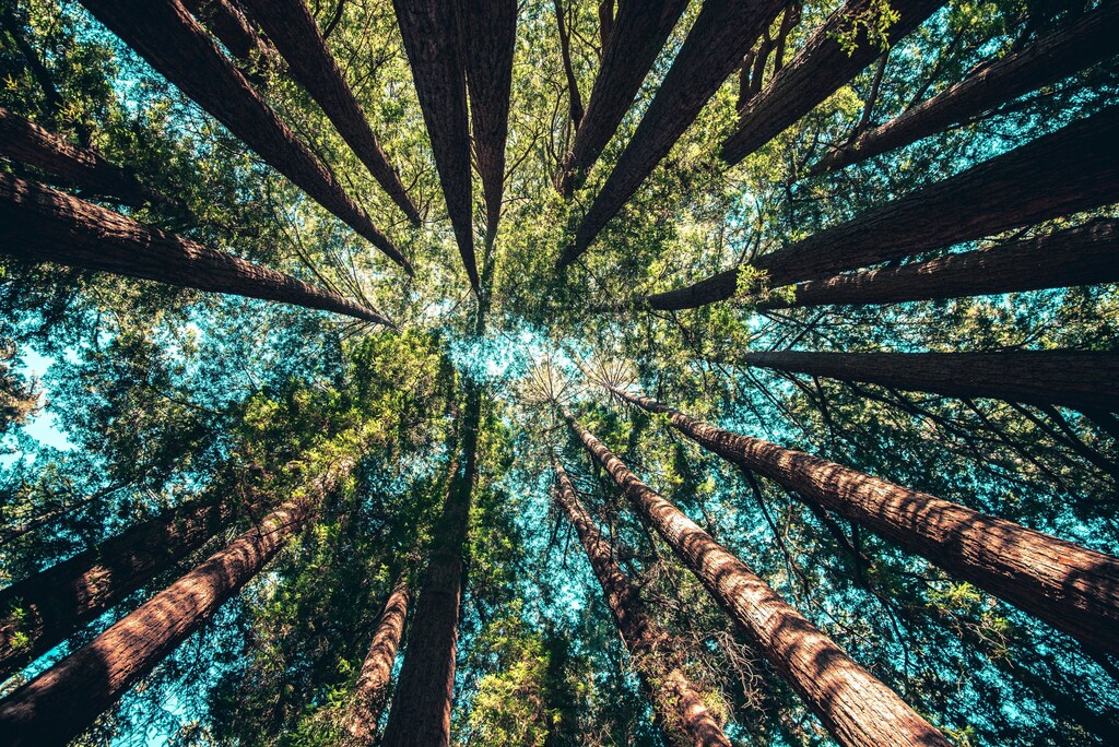 Davos 2023 ; Today, there are roughly 3 trillion trees on Earth, which is 46% fewer trees than existed since the start of human civilization.