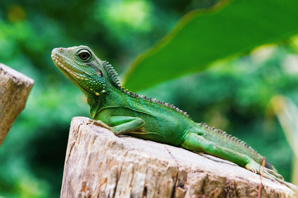 Sunbathing reptile