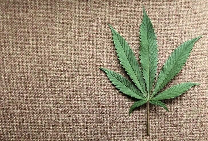 A marijuana leaf is displayed at Canna Pi medical marijuana dispensary in Seattle, Washington, November 27, 2012. Washington State's Initiative 502, that was approved by voters in the November 6, 2012 general election, legalizes marijuana in Washington State effective December 6, 2012. Marijuana remains illegal at the Federal level. Picture taken November 27, 2012. REUTERS/Anthony Bolante (UNITED STATES - Tags: SOCIETY DRUGS POLITICS HEALTH AGRICULTURE BUSINESS)