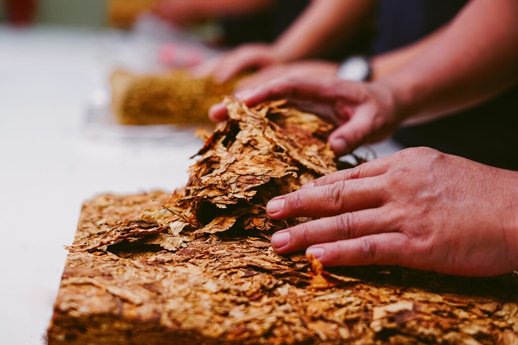 A person preparing the tobacco plant.