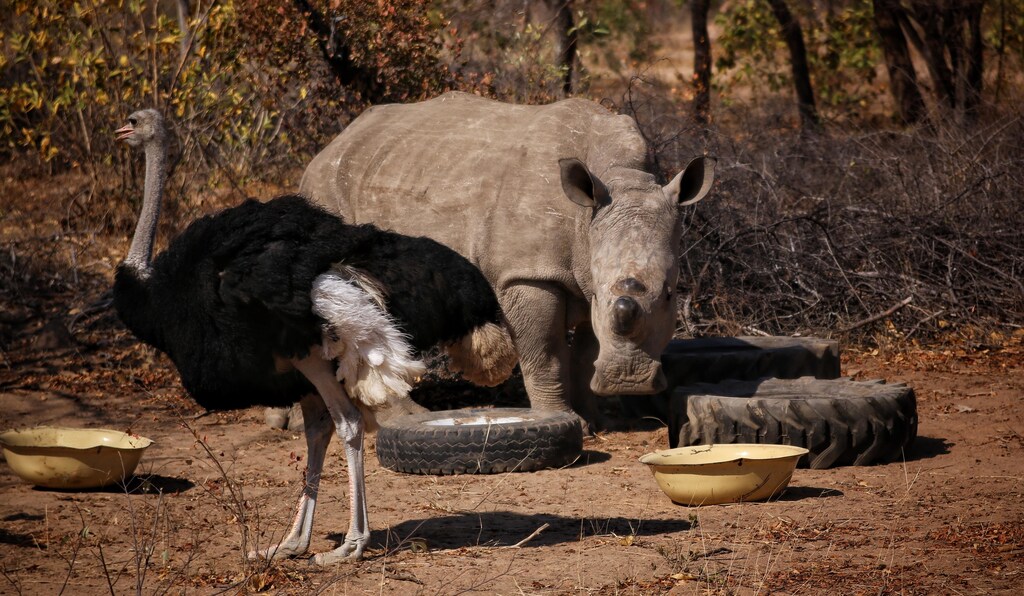An Ostrich infront of a Rhino