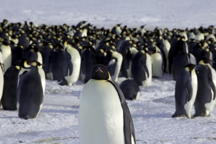 Emperor penguins are seen in Dumont d'Urville, Antarctica April 10, 2012. REUTERS/Martin Passingham/File Photo