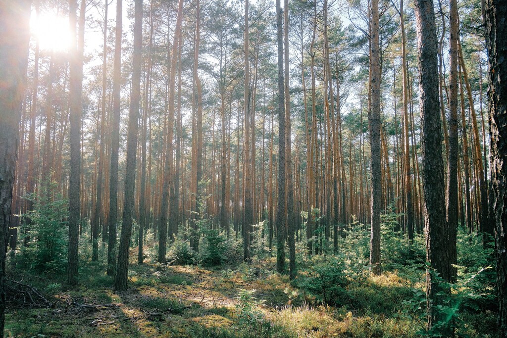 Young trees grow in a forest.