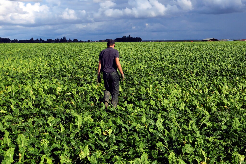 A French farmer walks in his sugar beet field in Epinoy, France, August 13, 2018. REUTERS/Pascal Rossignol - RC1CDA68DB80