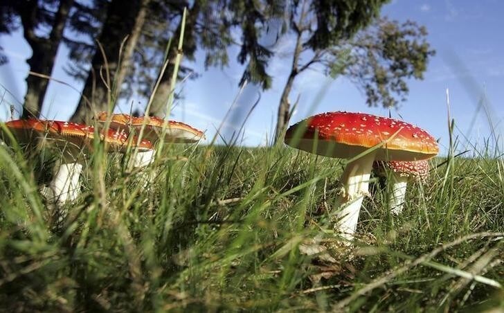 Amanita phalloides mushrooms, also known as 'death caps', are seen in a wooded area near Bordeaux, southwestern France, in this October 26, 2006, file photo. A French mushroom picker poisoned by a potentially lethal 'death cap' fungus remains in hospital after undergoing a liver transplant. Photo taken October 26, 2006. REUTERS/Regis Duvignau (FRANCE)