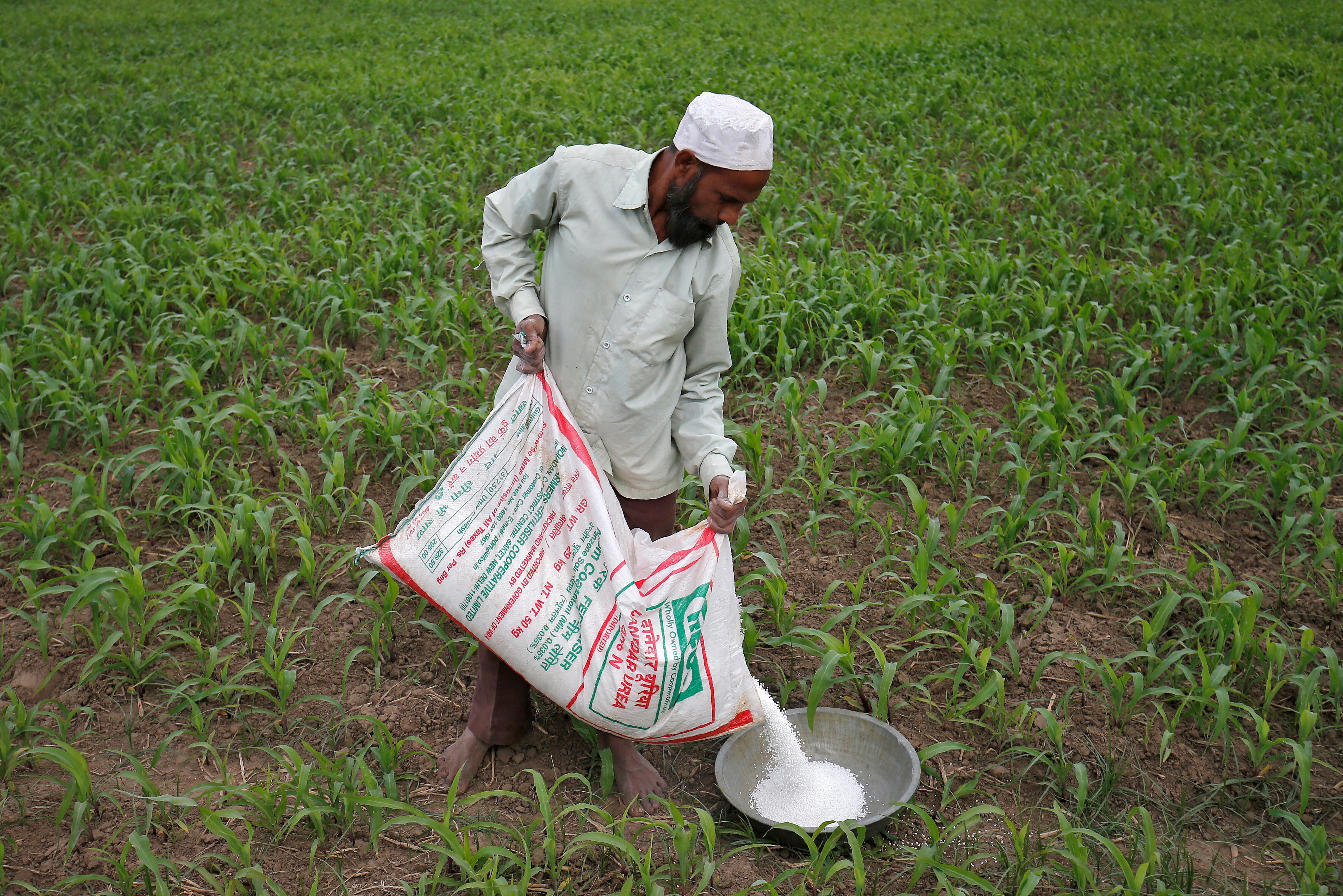 A farmer prepares to spread fertilizer in his maize field on the outskirts of Ahmedabad, India, December 21, 2017: How do we stem fertilizer dependence?
